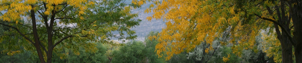 banner trees